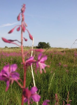 Bilder 17.08.2012